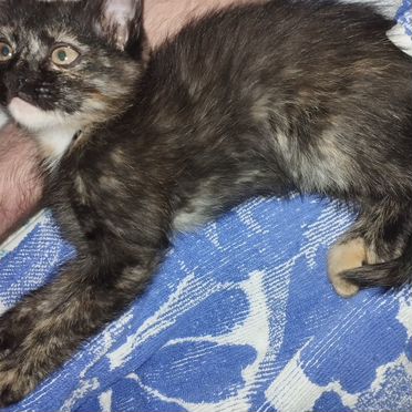 Йоркский шоколадный котёнок